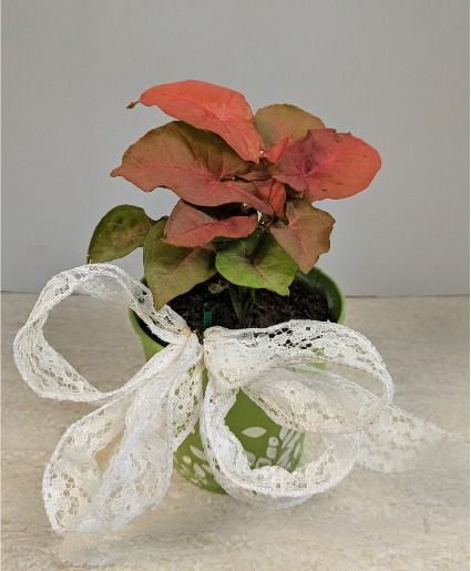 4" Nephthytis Plant NFS-P93