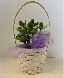 4" Jade Plant NFS-P130