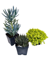 4" Assorted Succulents 