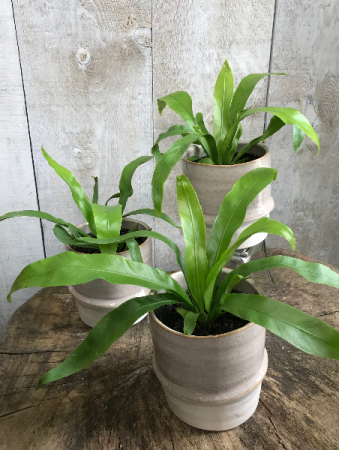 4" Birds Nest Fern 4" Birds Nest Fern 
