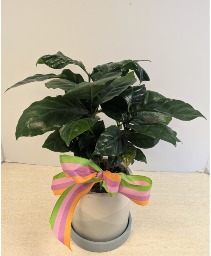 4" Coffee Plant NFS-P89