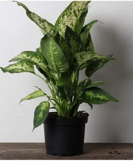 4" Dieffenbachia Perfection Plant