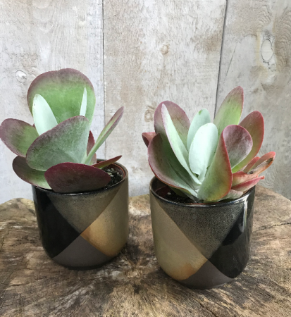 4" FlapJack Kalanchoe  4" FlapJack in ceramic pot