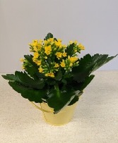 4" Kalanchoe    NFS-P104  SOLD OUT--Plant