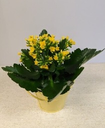 4" Kalanchoe NFS-P104