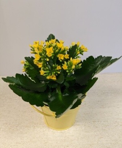 4" Kalanchoe NFS-P104