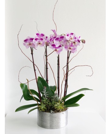 4 Orchids  Lux Design   in Delray Beach, FL | Greensical Flowers Gifts & Decor