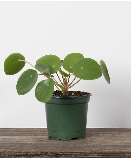 4" Pilea Peperomioides Plant