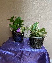 4" pothos in basket plant  in black basket