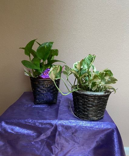 4" pothos in basket plant  in black basket