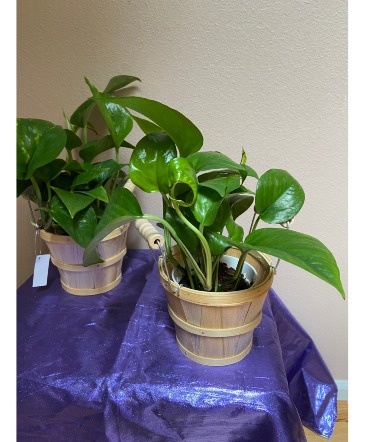 4" pothos inbarrell basket 4'pohos in barrel basket in Renton, WA | Alicia's Wonderland II