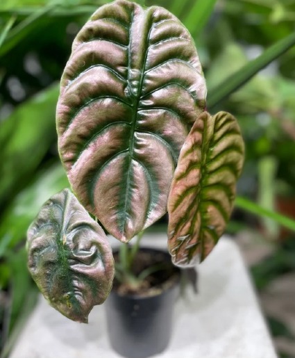 4" Red Secret Plant