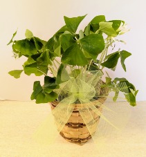 SOLD  4" Shamrock Plant NFS-P152