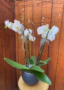4 stems of White Orchids  in a planter 