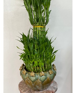 4 Tier Lucky Bamboo Tower Plant in East Point, GA - Dorian's Boutique