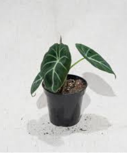4"Black Velvet Elephant Ear Plant