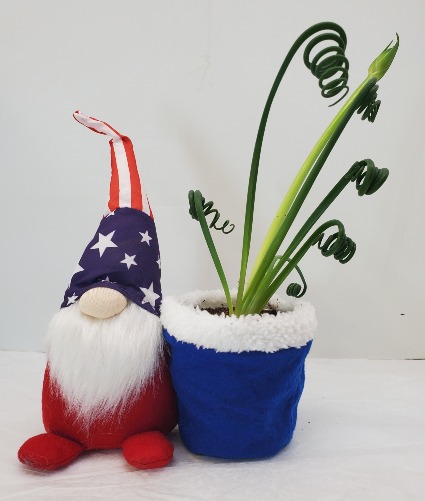 Patriotic Gnome With Frizzle Sizzle Plant 