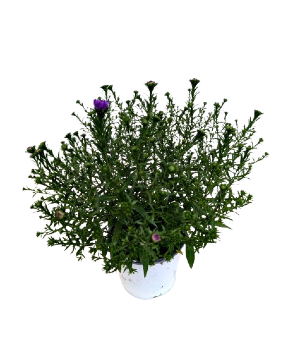 5.25" Fall Annual Aster Blue Henry 