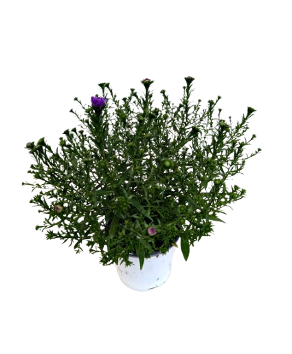 5.25" Fall Annual Aster Blue Henry 