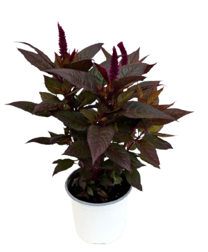 5.25" Fall Annual Celosia 