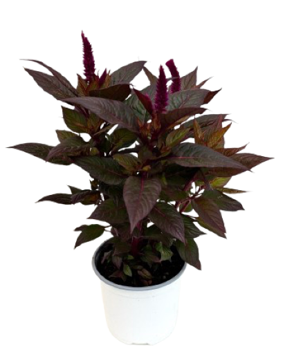 5.25" Fall Annual Celosia 