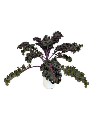 7.25" Fall Annual Kale 