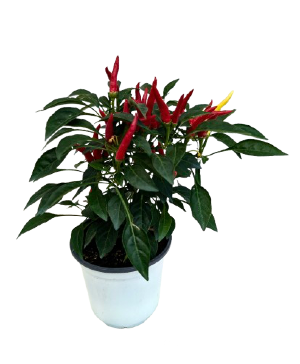 4.75" Fall Annual Ornamental Pepper Chilly Chili 