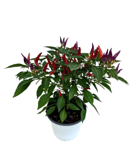 5.25" Fall Annual Ornamental Pepper Sangria 