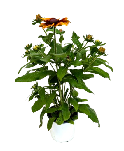 5.25" Fall Annual Rudbeckia Smiley Glowing 