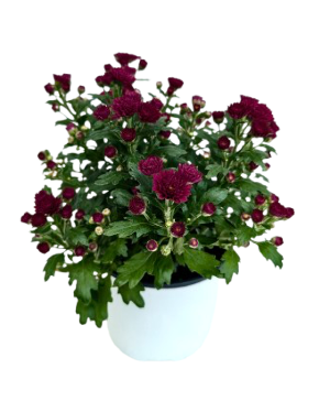 Fall Mum  