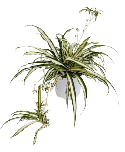  Spider Plant  