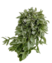 5.25" Tradescantia Green and White 