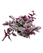 5.25" Tradescantia Nanouk 