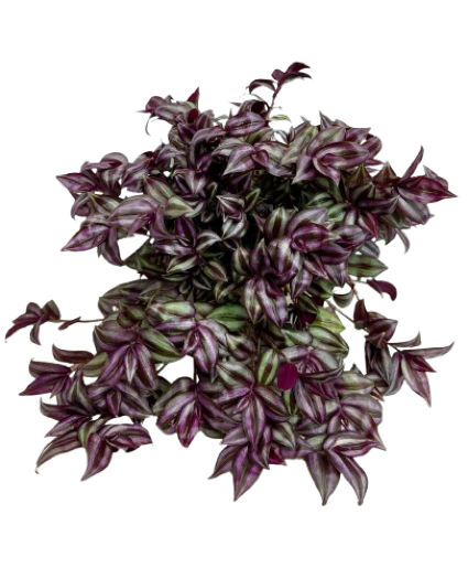 5.25" Tradescantia Red-Silver 
