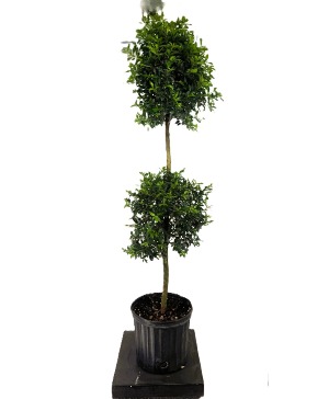 5 Ft Tall Two-Ball Eugenia Plant