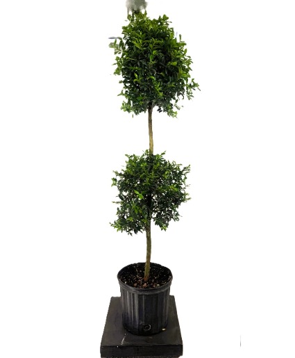 5 Ft Tall Two-Ball Eugenia Plant