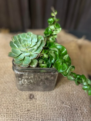 5" Succulent Cube 