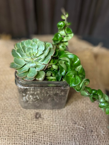 5" Succulent Cube 