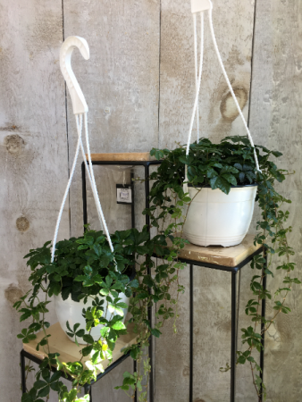 5" Sugar Vine Hanging Basket 5" Sugar Vine Hanging Basket 