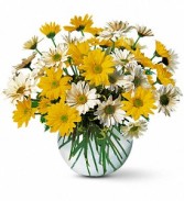 Daisy Days assorted daises and other summer flowers