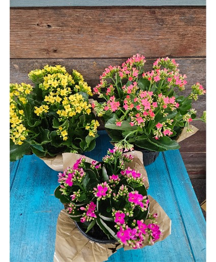 6.5" Kalanchoe  Plant