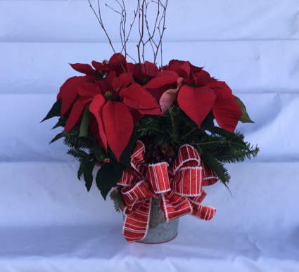 Small Poinsettia  Plant