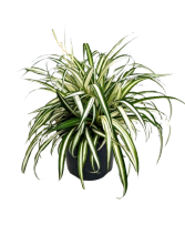 6.5" Spider Plant 
