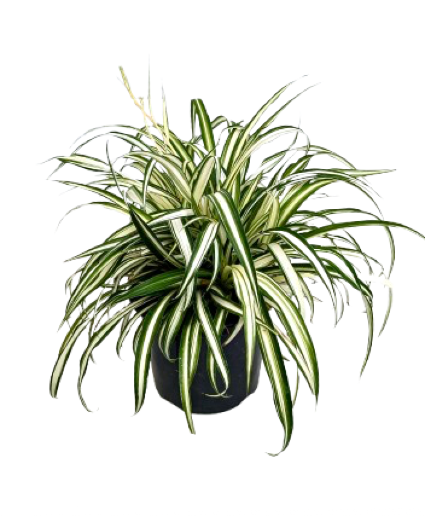 6.5" Spider Plant 