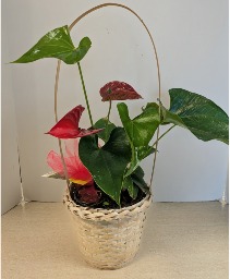 6" Anthurium Plant NFS-P118