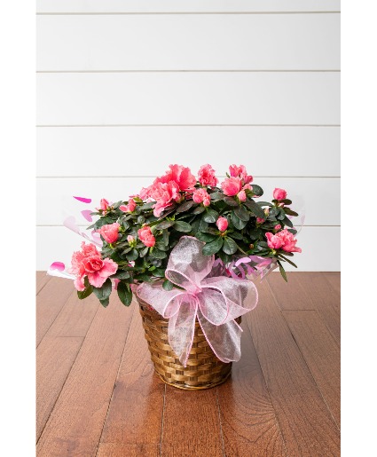 6" Azalea Plant