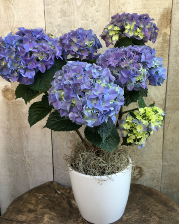 Blue or Purple Hydrangea  7" diameter potted plant