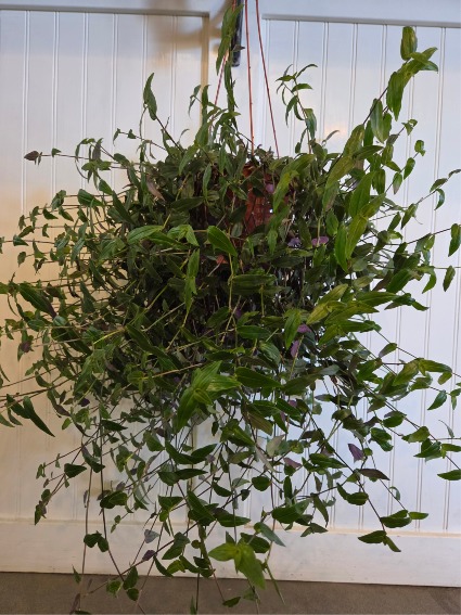 6" bridal veil  Hanging indoor green plant