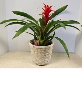 6" Bromeliad Plant  NFS-P127