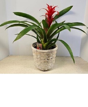 SOLD OUT 6" Bromeliad Plant  NFS-P127